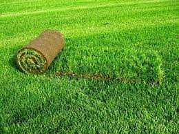 Посев и укладка газона, установка микроклимата