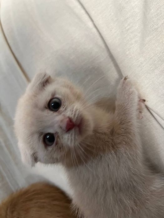 Scotish fold mushuklari