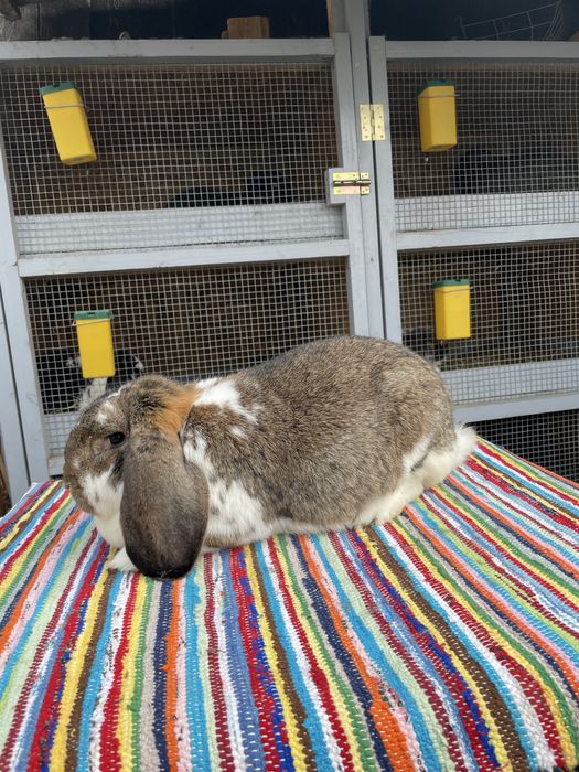 Vand femela berbec german