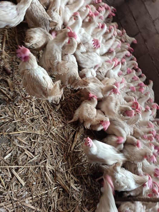 Куры таук несушки Легорны