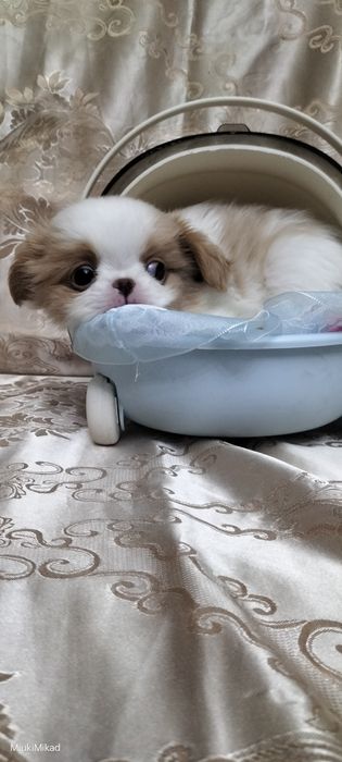 Мальчик японского хина.
