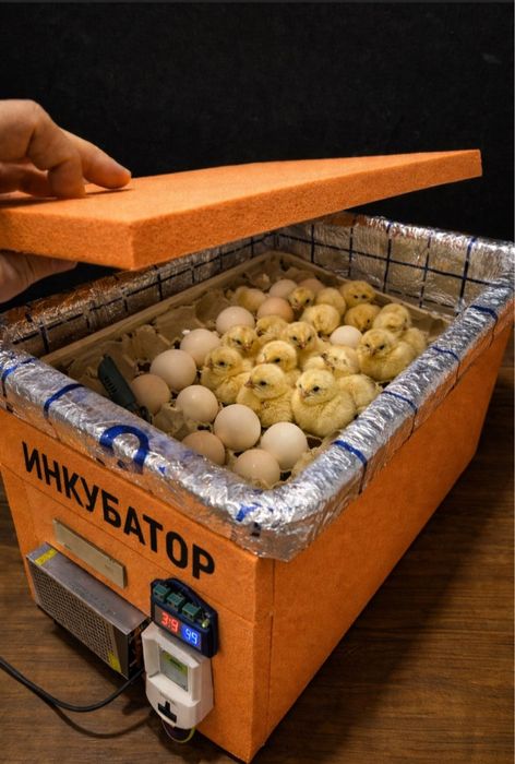 Inkubator hizmat zangiotada joylashgan