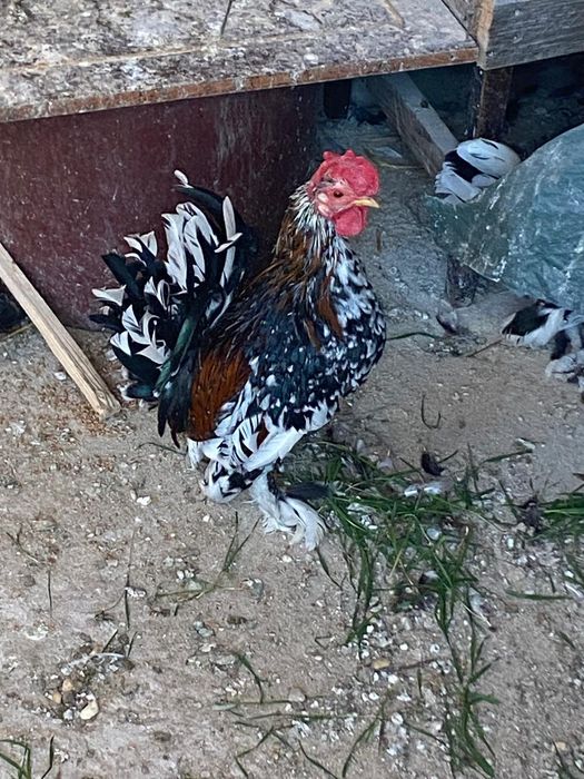 Vând porumbei ornament