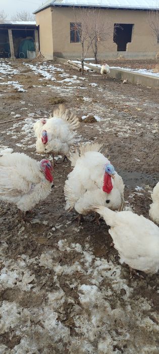 Oq Kurkalar Sotiladi