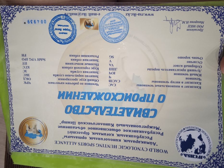 Вязка немецкой овчарки