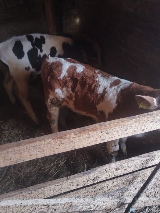 Vitei baltati de vanzare