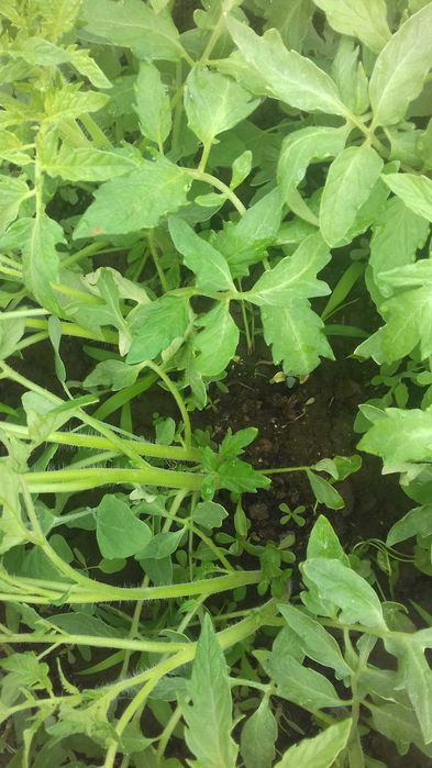 Разсад Домат, Пипер, Чубрица и др.