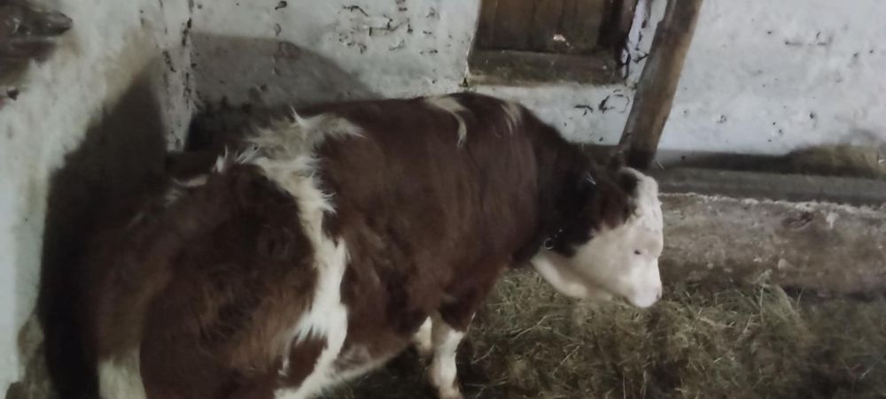 Tauri baltat romanesc de vânzare pret 5500 de Lei.