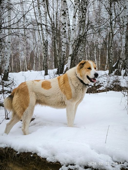 Ciobanesc de Asia centrala