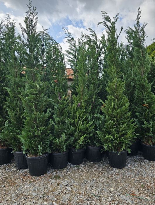 Tuia smaragd și leylandii 2.3m - 2.5m/ calitate extra/ super oferta