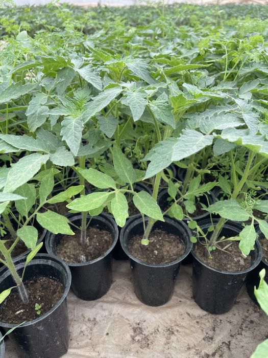 Ранен разсад домати