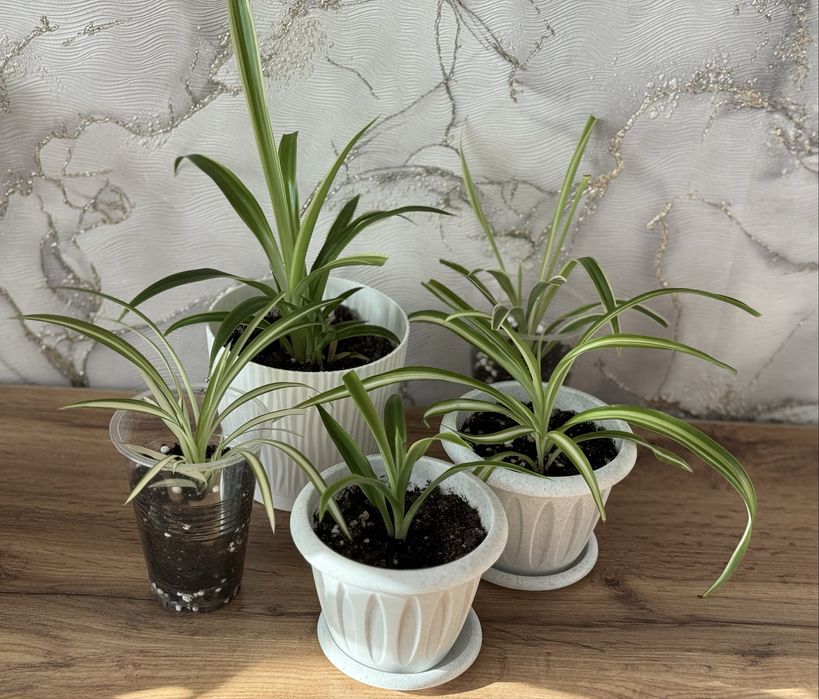 Комнатные растения. Хлорофитумы