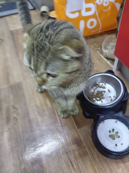 Отдам кошку и котят в добрые руки