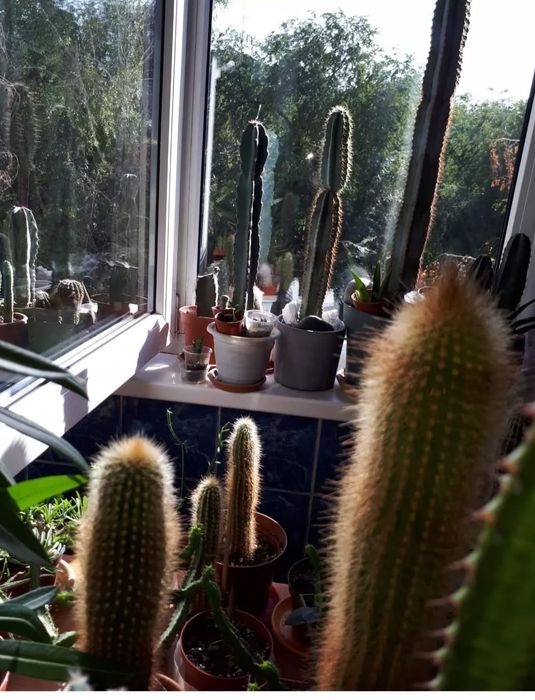 Кактусы  Суккуленты Цветы Растения комнатные