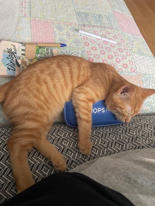 Отдам котенка в добрые руки