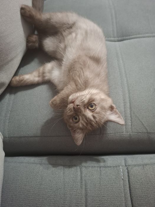 Британец котенок короткошерстный