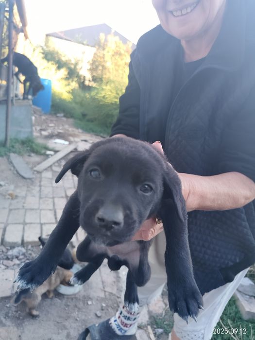 Отдам в добрые руки щенят