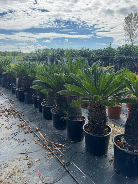 Palmier  cycas  tuia leilandii