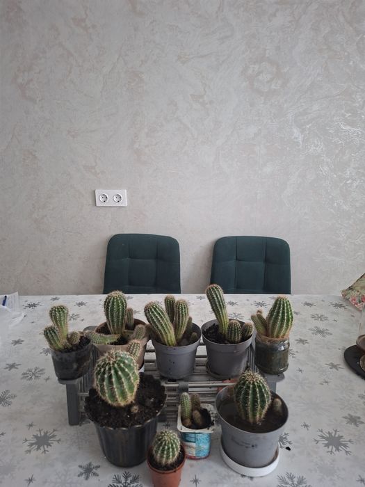 Замиакулькос и кактусы