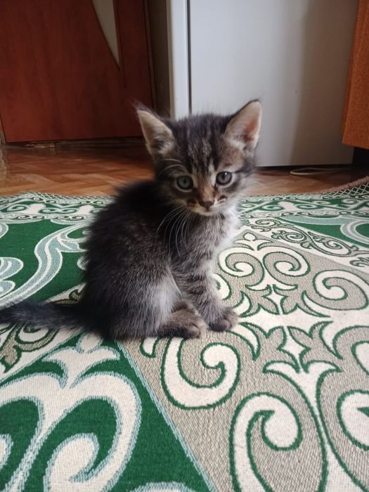 Отдам хорошие руки,бесплатно !!!