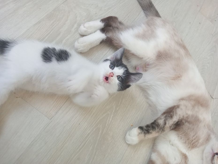 Котёнок 1 месяцев