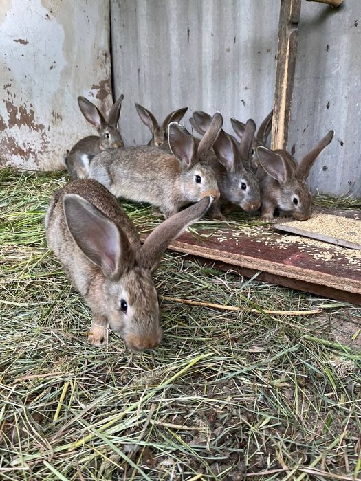 Породистые кролики