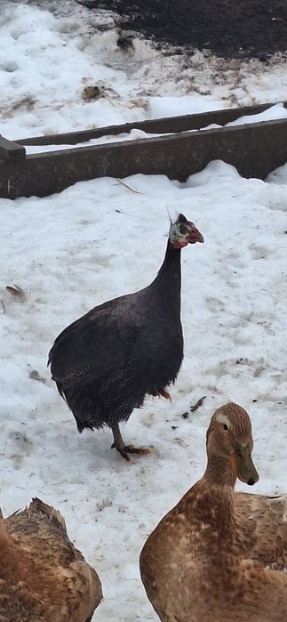 Vând masculi de bibilica