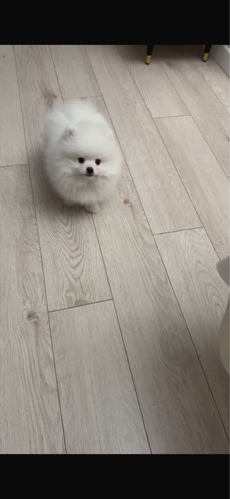 Померанский шпиц