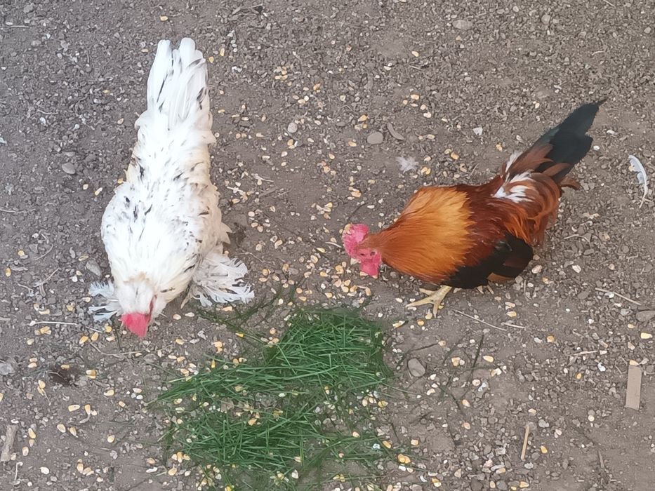 Gainuse și cocoșei de vânzare