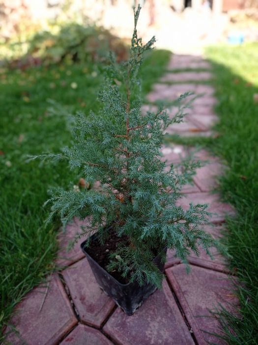 Саженцы ёлок. Очень быстро растут.