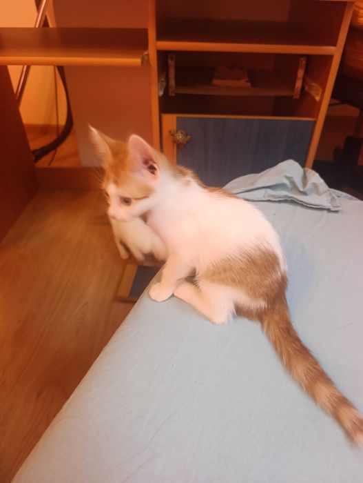 котета на 10 седмици