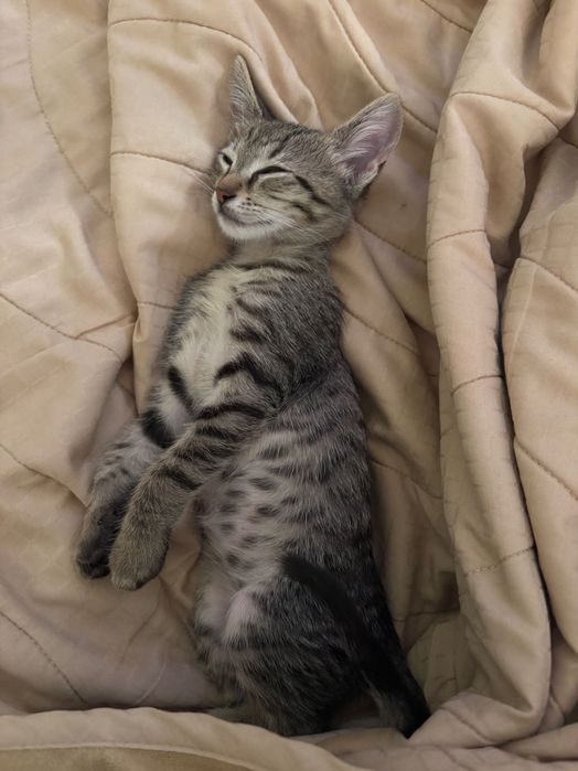 Подарявам котенце родено през юли