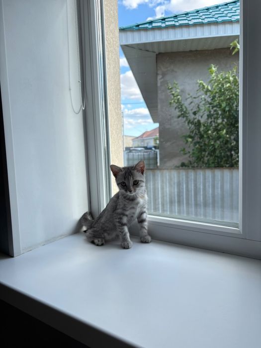 Шотландская прямоухая кошка