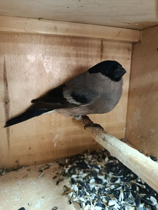 Снегири пара дикие