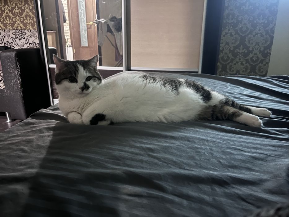 Отдам кошку вместе со всем что у нее есть