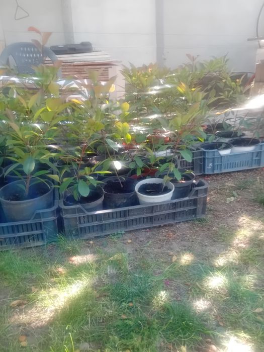 Photinia red Robin gard viu.