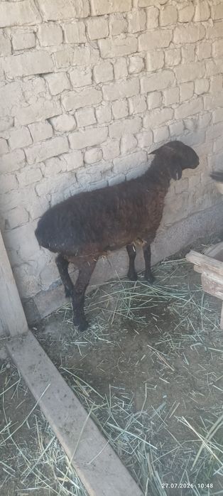 Қой сатылады бағасы 100000 теңге