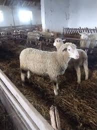 Домашен Селски Коч