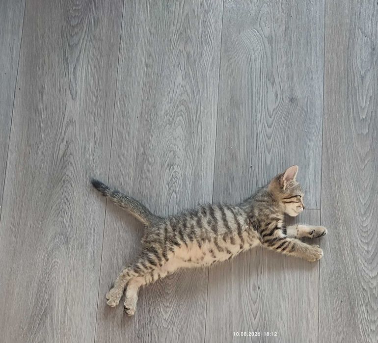 Отдам котенка девочка