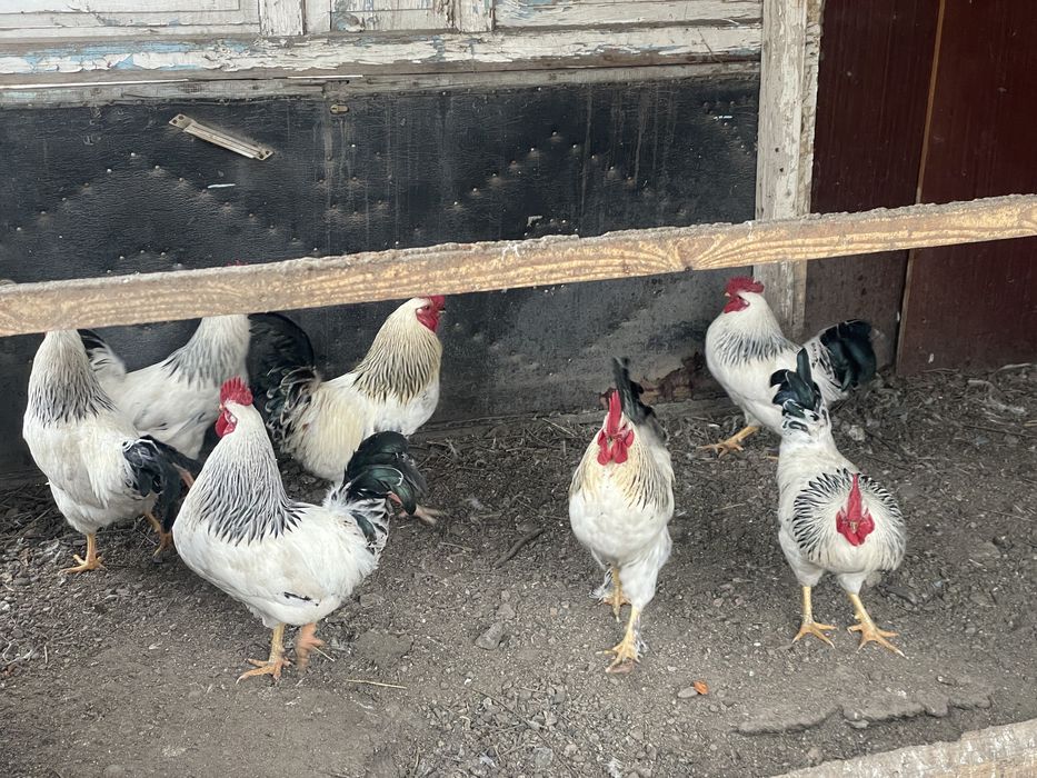 Петухи, кораздар. Адлерские