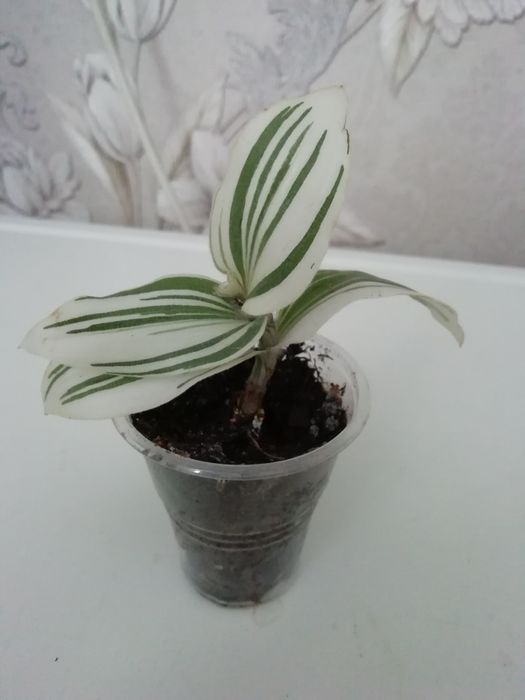 Комнатные растения