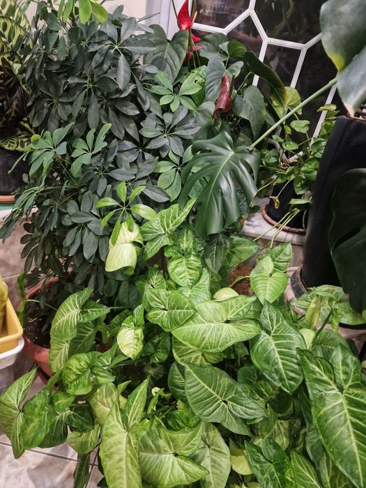 Комнатные растения