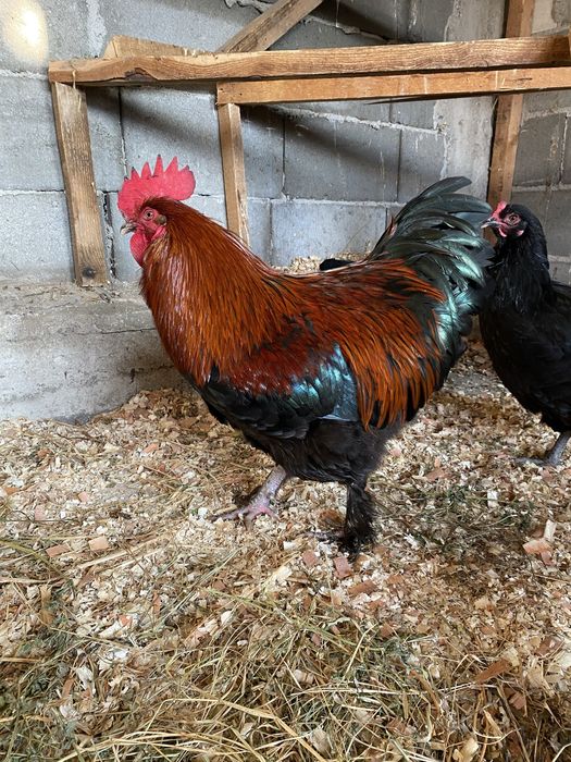 Oua incubat Marans Negru Aramiu