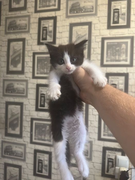 Отдам котят в хорошие руки
