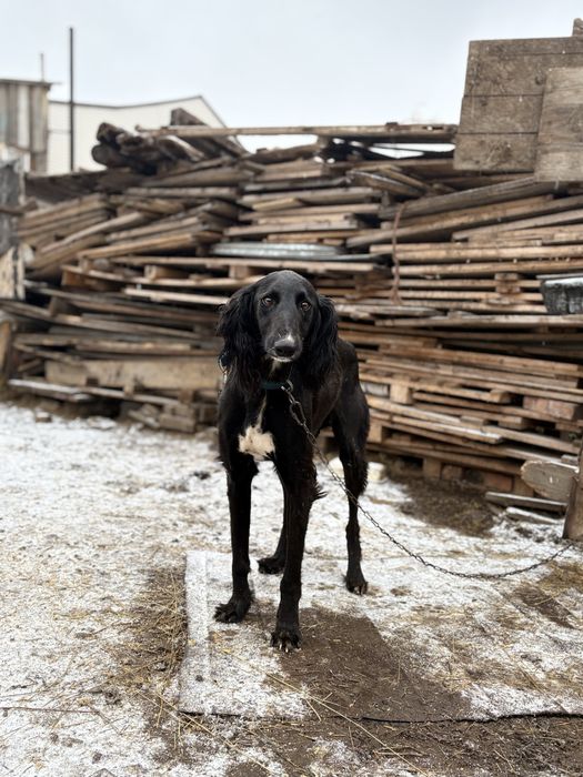 Тазы полтора года