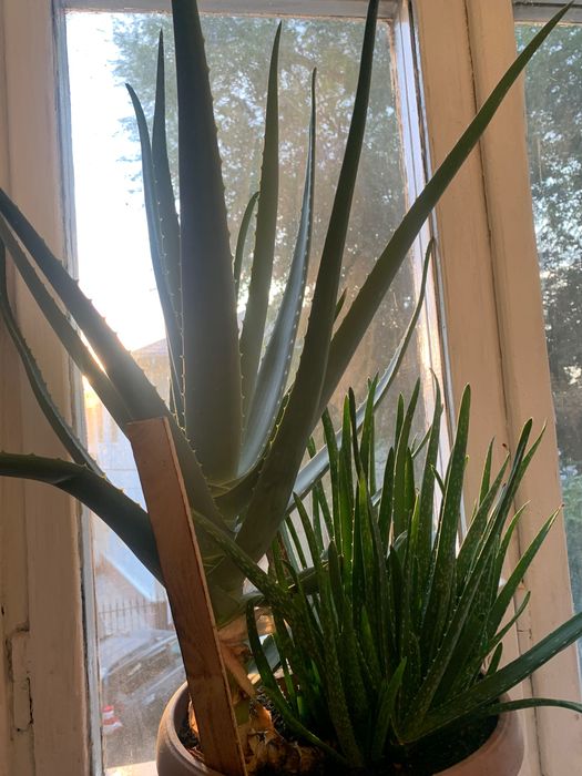 Алоэ вера настоящее