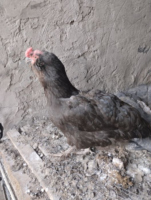 Продам кур породистых