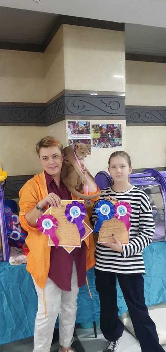 Абиссинский кот- Чемпион Мира!