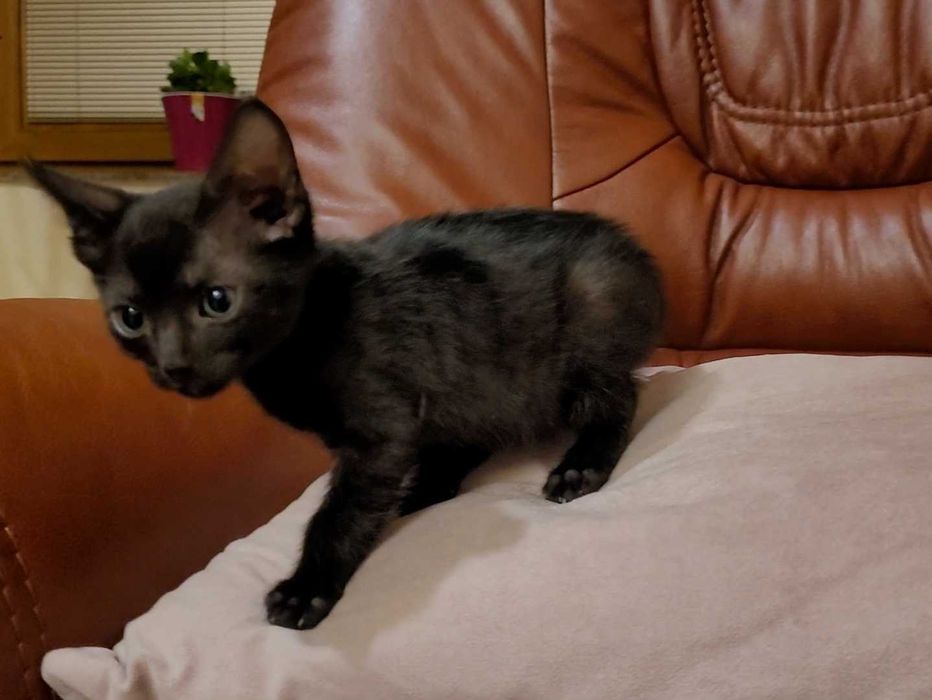 ADOPTIE pui de pisica fetita si motanel negri-3 luni - VACCINATI