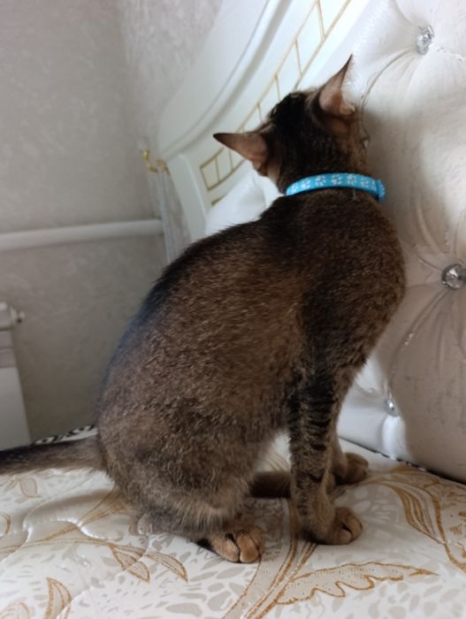 Вязка кошки, ищем кота